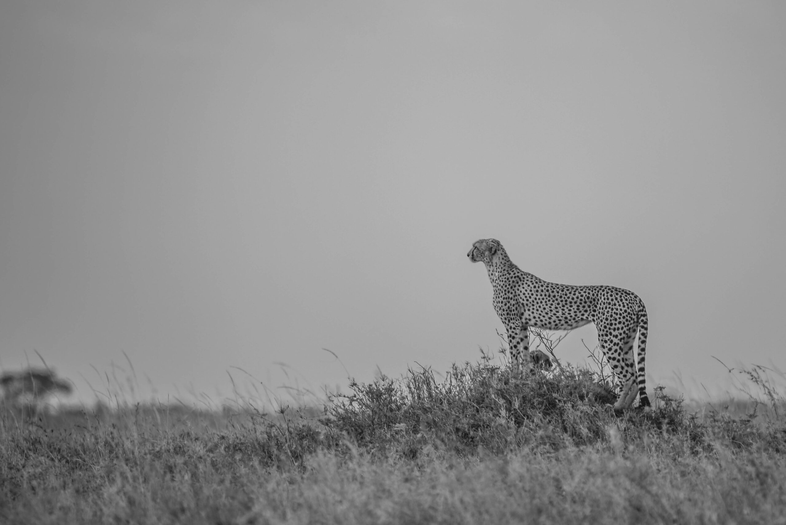 Tanzania Photographic Safari